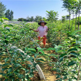 苹果树,哪里卖苹果苗,秦脆苹果树苗基地