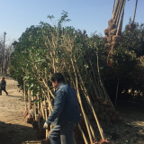 基地批发大叶女贞｜江苏大叶女贞价格