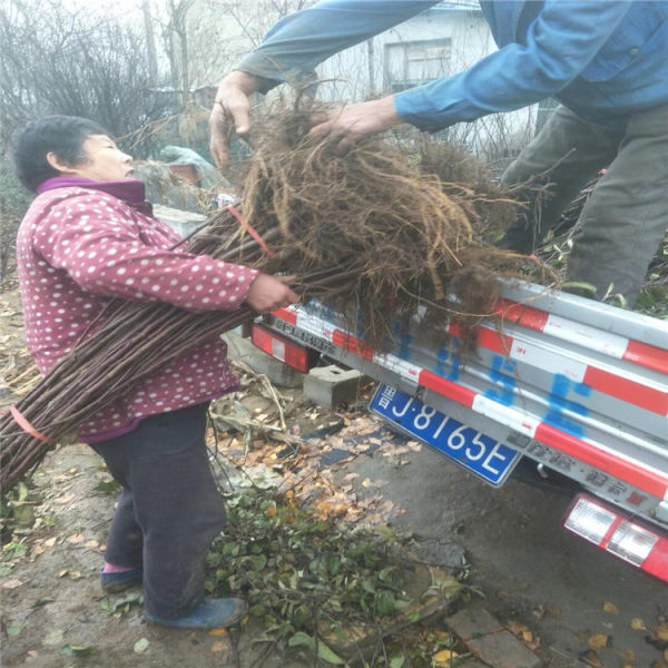 苹果树苗