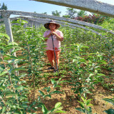 苹果树,秦脆苹果苗接穗,秦脆苹果树苗基地