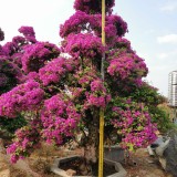 福建紫三角梅批發(fā) 紫花造型三角梅盆景基地直供