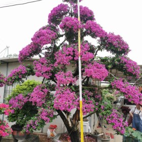 紫花造型三角梅哪里有卖 漳州造型三角梅厂家出售