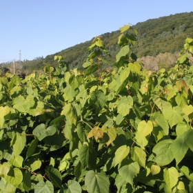 哪里有紫椴树苗 紫椴树树苗多少钱一株 东北产地报价