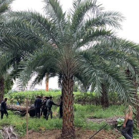 中东海枣供应价格 中东海枣批发 漳州基地直供