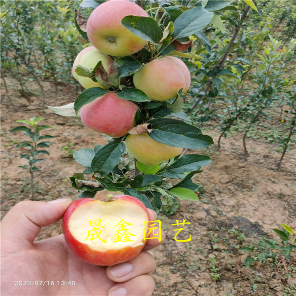 苹果苗 苹果树苗