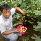 山东地区波姬红无花果苗销售 无花果树苗 十年管理经验指导