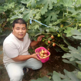 波姬红无花果树苗价格是多少 出售波姬红无花果苗基地