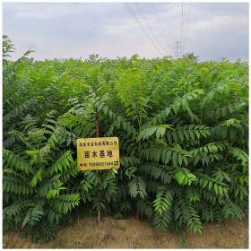 香椿树苗品种 出售泰山红香椿苗 根生红油香椿树苗