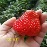 丹東久久大葉紅顏草莓苗價(jià)格分析及品種介紹