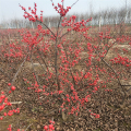 北美冬青观赏苗 泰安北美冬青苗基地 提供种植技术指导