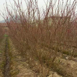 江蘇基地低價出售紫荊｜紫荊價格 紫荊圖片