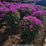 四川造型三角梅基地 球形三角梅批发 紫花三角梅价格