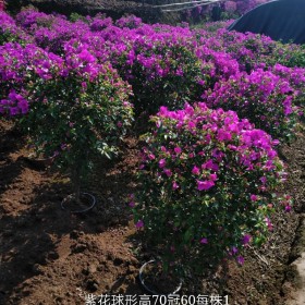 四川造型三角梅基地 球形三角梅批發(fā) 紫花三角梅價(jià)格