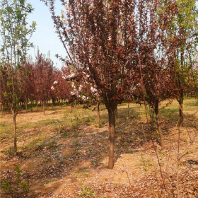 紫叶李照片红叶李基地紫叶李价格红叶李图片