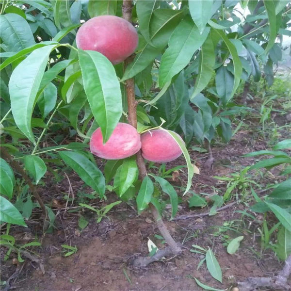 油蟠桃樹苗