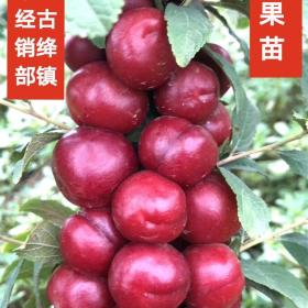 （黑龍江+吉林+遼寧）鈣果苗產(chǎn)地=東北鈣果苗供應商