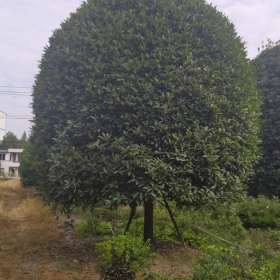 成都桂花苗圃基地