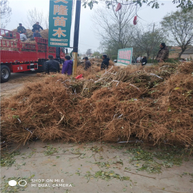 连翘苗 基地价格连翘苗多少钱一棵