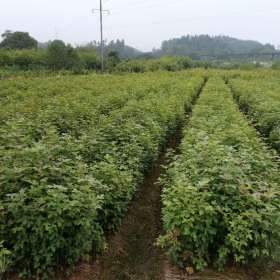 枫香杯苗 枫香容器杯苗 枫香袋苗价格-江西宜春报价卖多少钱