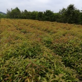 木荷營養(yǎng)杯苗,木荷杯苗價格(在線咨詢),江西木荷杯苗圖片