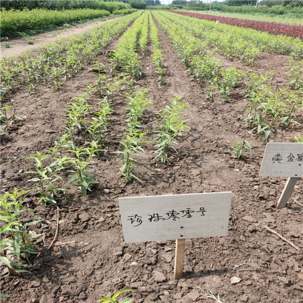 甜山楂樹