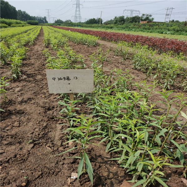 甜山楂樹