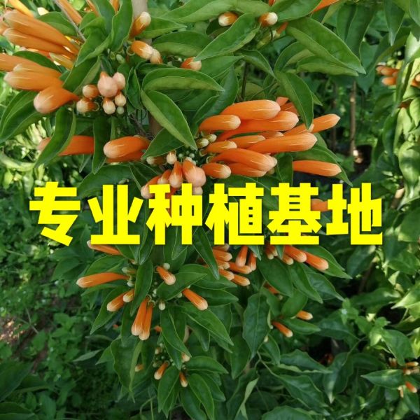 炮仗花