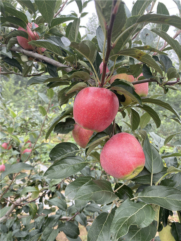 鲁丽苹果苗