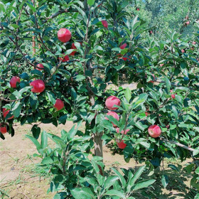 矮化鲁丽苹果苗种植介绍 矮化砧木鲁丽苹果苗