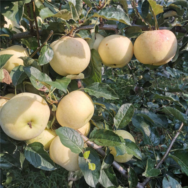 水蜜桃苹果苹果苗