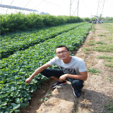 浙江大葉紅顏草莓苗、大棚管理紅顏草莓的技術(shù)