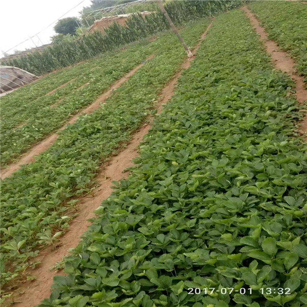 香野草莓苗