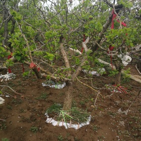 基地大量供應(yīng)山楂 江蘇山楂批發(fā)價(jià)格 工程綠化苗木