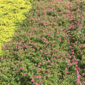 绣线菊图片 绣线菊价格 江苏绣线菊种植基地