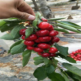 雷尼櫻桃苗價格便宜批發(fā)種植基地