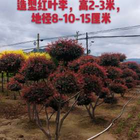 造型紅葉李 地徑8公分紅葉李造型樹 基地批發(fā)