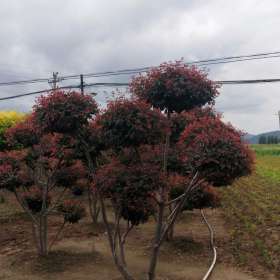 紅葉李造型樹 遼寧紅葉李基地批發(fā) 紅葉李園林造型