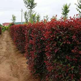 紅葉李圓柱 紅葉李圓柱造型 基地供應紅葉李造型樹