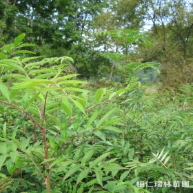 四川花楸苗木基地，辽宁花楸小苗，百花花楸苗批发