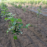 占地苹果树苗哪里有 苹果树苗哪里卖 苹果树苗哪有