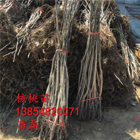 纸皮核桃树苗什么品种好？纸皮核桃树苗新品种