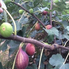 布蘭瑞克無花果苗價格布蘭瑞克無花果品種介紹布蘭瑞克無花果特點