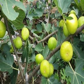 青皮无花果品种简介青皮无花果苗价格哪有卖无花果苗的