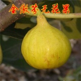 金傲芬無(wú)花果品種簡(jiǎn)介金傲芬無(wú)花果優(yōu)點(diǎn)金傲芬無(wú)花果成熟期