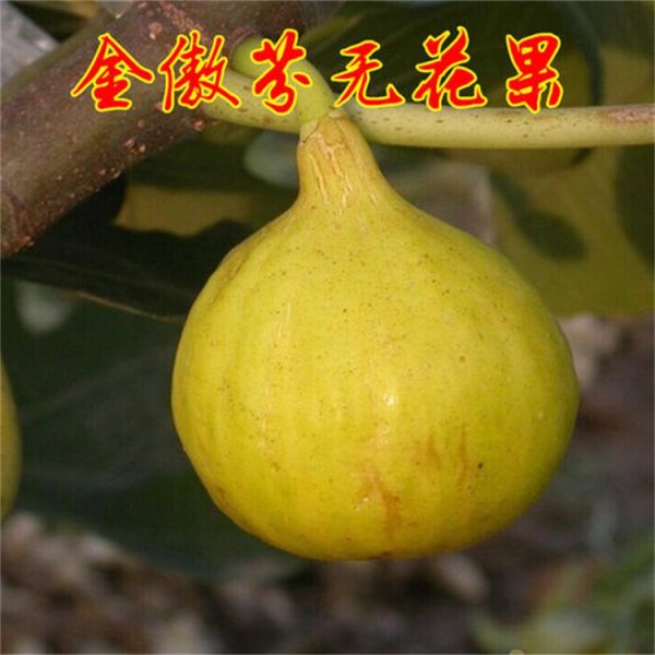 金傲芬无花果苗