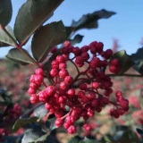 無刺花椒苗優(yōu)勢(shì) 無刺花椒苗品種