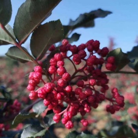 无刺花椒苗优势 无刺花椒苗品种