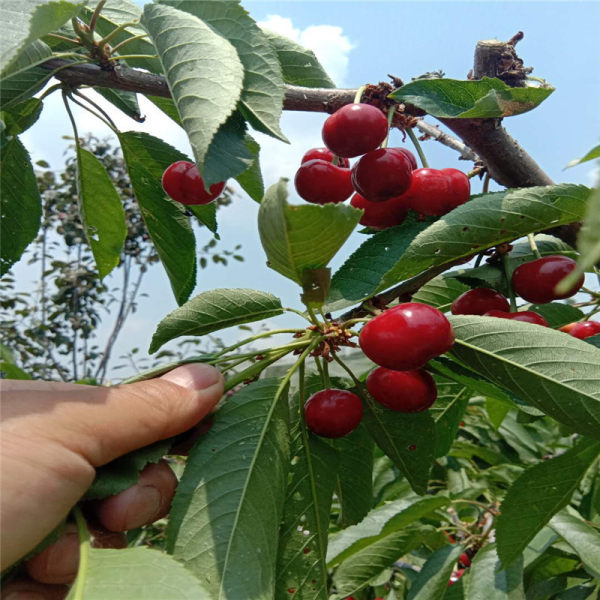 紅燈櫻桃苗