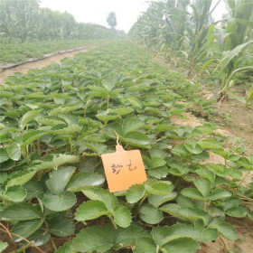 妙香七號草莓苗便宜價格、妙香七號草莓苗基地批發(fā)  簽合同保品種