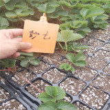 妙香七号草莓苗价格趋势、妙香七号草莓苗繁育基地  提供种植资料